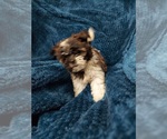 Small Photo #4 Shih Tzu Puppy For Sale in THE WOODLANDS, TX, USA