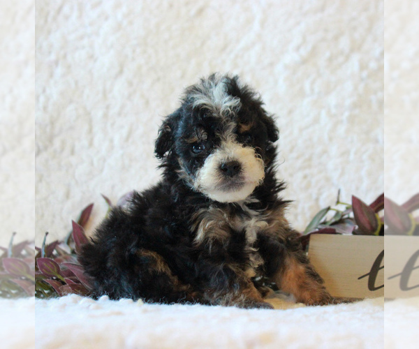 Medium Photo #3 Bernedoodle-Poodle (Miniature) Mix Puppy For Sale in NARVON, PA, USA