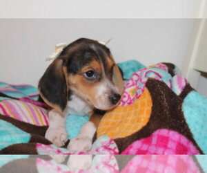 Barbie - Female Beagle Dog for Adoption - Photo #2