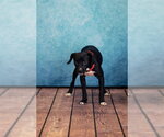 Small Mutt