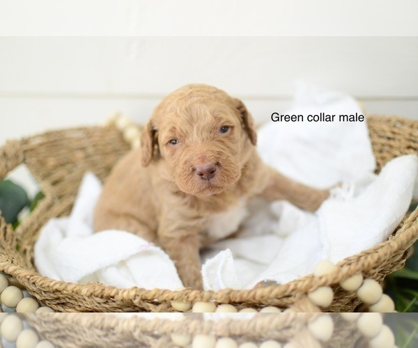 Medium Photo #7 Goldendoodle Puppy For Sale in BOGALUSA, LA, USA