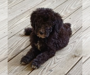 Goldendoodle Puppy for sale in MORGANTOWN, KY, USA
