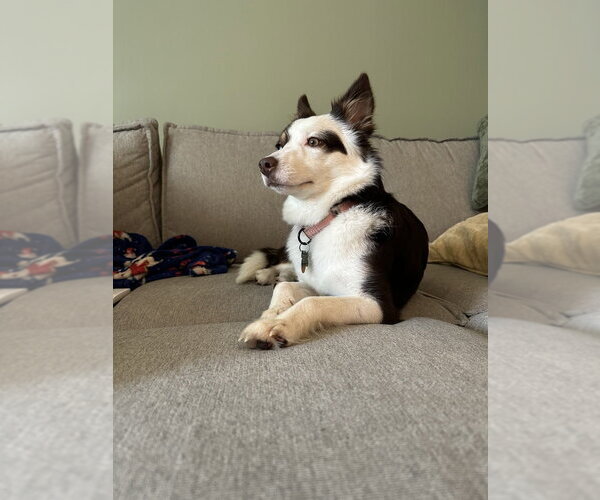 Medium Photo #1 Australian Shepherd-Unknown Mix Puppy For Sale in Springdale, PA, USA
