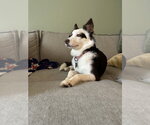 Small Australian Shepherd Mix