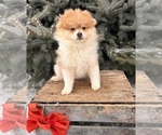 Small #4 Pomeranian