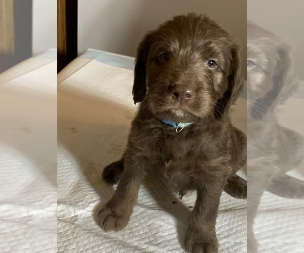 Medium Photo #9 Labradoodle Puppy For Sale in DEEPWATER, MO, USA