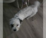 Small #1 Maltipoo