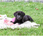 Small Labrador Retriever