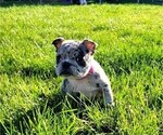 Small Photo #1 Faux Frenchbo Bulldog Puppy For Sale in PASCO, WA, USA
