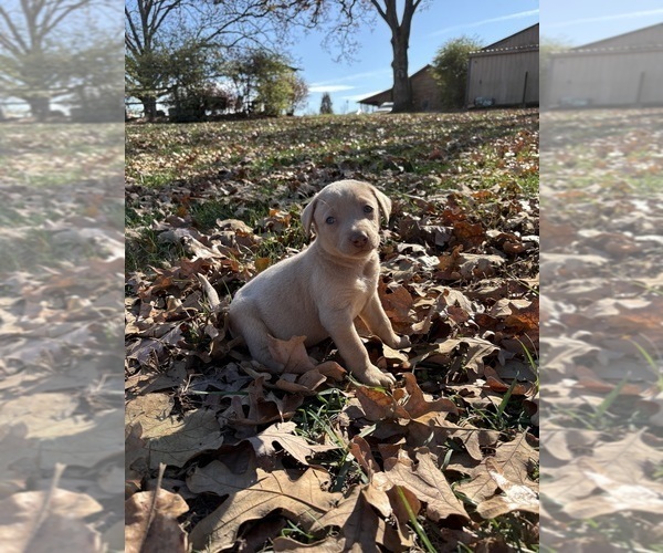 Medium Photo #12 Labrador Retriever Puppy For Sale in LEASBURG, MO, USA