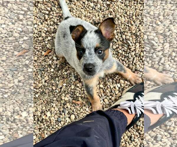 Medium Photo #2 Mutt Puppy For Sale in Paso Robles, CA, USA