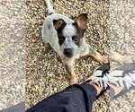 Small #1 Mutt