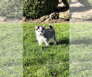 Pomsky Puppy for Sale in MCMINNVILLE, Oregon USA
