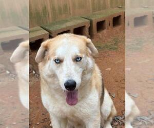 Mutt Dogs for adoption in Greenville, SC, USA