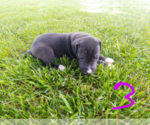 Small Photo #3 Great Dane Puppy For Sale in STOCKTON, MO, USA