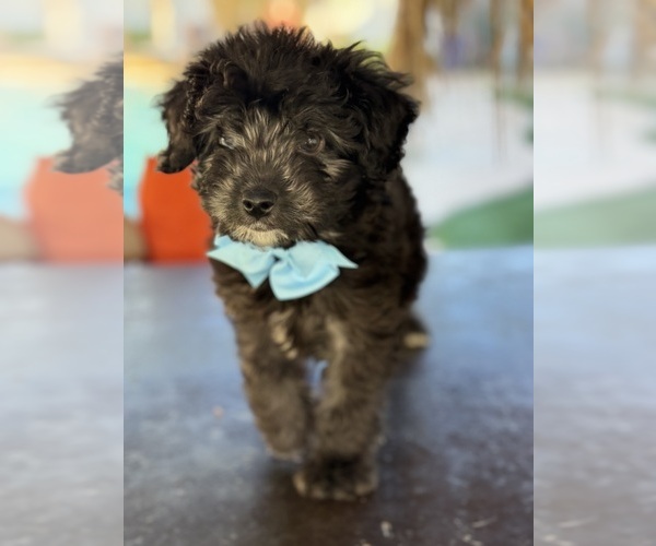 Medium Photo #37 Aussiedoodle Miniature  Puppy For Sale in MENIFEE, CA, USA