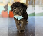 Small Photo #37 Aussiedoodle Miniature  Puppy For Sale in MENIFEE, CA, USA