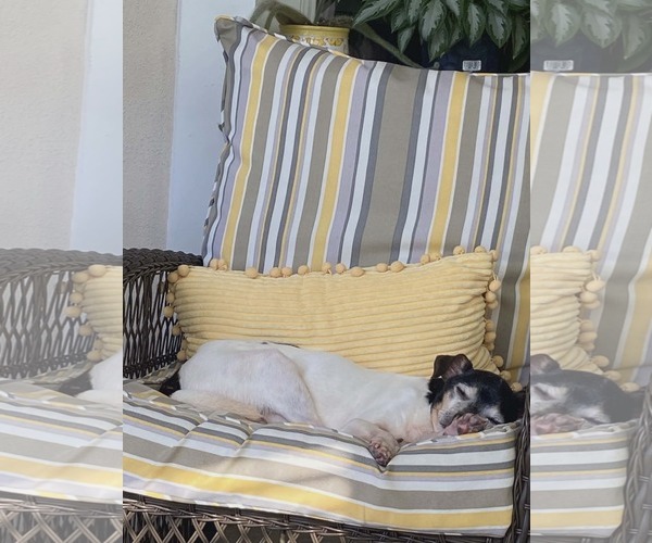 Medium Photo #3 Rat Terrier Puppy For Sale in oakland, FL, USA