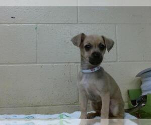 Chihuahua Dogs for adoption in Downey, CA, USA