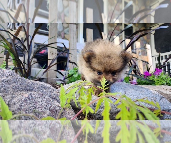 Medium Photo #5 Pomeranian Puppy For Sale in GREENWOOD, WI, USA