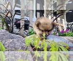 Small Photo #13 Pomeranian Puppy For Sale in GREENWOOD, WI, USA
