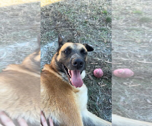 Medium Photo #3 German Shepherd Dog-Unknown Mix Puppy For Sale in columbia, SC, USA