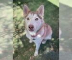 Small #2 Siberian Husky
