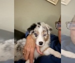Small #12 Australian Shepherd