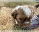 Small Photo #22 Shih Tzu Puppy For Sale in VENETA, OR, USA