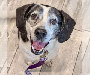 Bagle Hound Dogs for adoption in Batavia, OH, USA