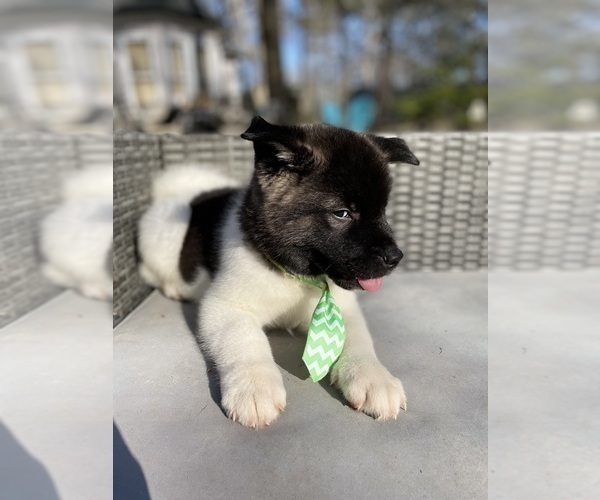 Medium Photo #14 Akita Puppy For Sale in MCDONOUGH, GA, USA