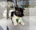 Small Photo #14 Akita Puppy For Sale in MCDONOUGH, GA, USA