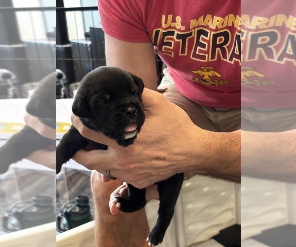 Medium Photo #27 Cane Corso Puppy For Sale in REEVESVILLE, SC, USA