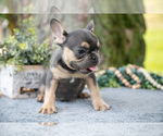 Puppy Shadow French Bulldog