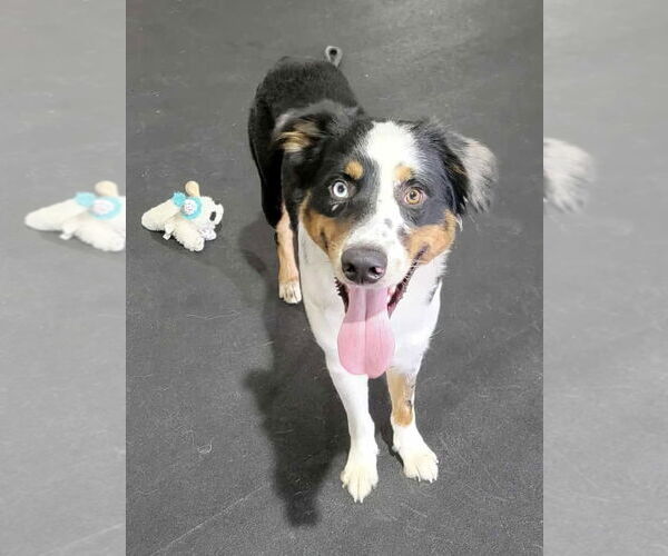 Medium Photo #5 Australian Shepherd Puppy For Sale in Highland, IL, USA
