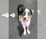 Small #4 Australian Shepherd