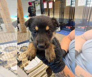 Mutt Dogs for adoption in Calgary, Alberta, Canada