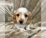 Small #1 Dachshund
