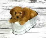 Puppy Lucy Bernedoodle (Miniature)