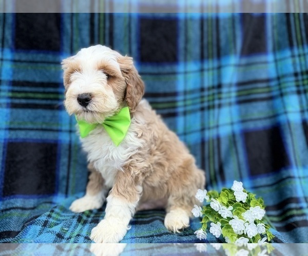 Medium Photo #5 Cock-A-Poo Puppy For Sale in LAKELAND, FL, USA