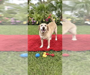 Clara & Sasha Maria - Female Labrador Retriever Dog for Adoption - Photo #7