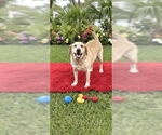Small Photo #7 Labrador Retriever Puppy For Sale in Weston, FL, USA