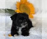 Small #8 Morkie