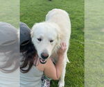 Small #1 Great Pyrenees