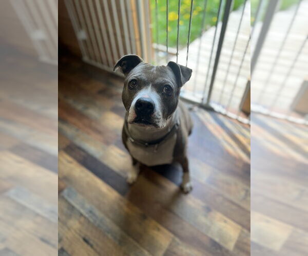 Medium Photo #2 American Pit Bull Terrier Puppy For Sale in Benton, PA, USA