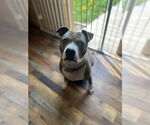 Small #1 American Pit Bull Terrier