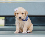 Small #1 Golden Retriever