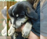 Small Photo #37 Golden Labrador Puppy For Sale in IDAHO SPRINGS, CO, USA