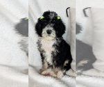 Small #2 Bernedoodle