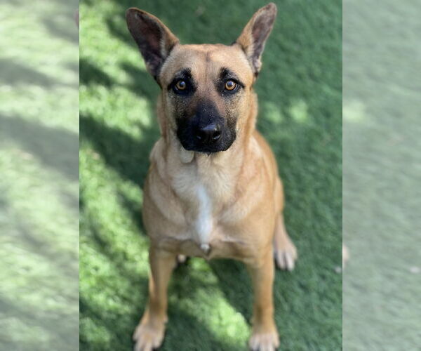 Medium Photo #1 Mutt Puppy For Sale in Dana Point, CA, USA